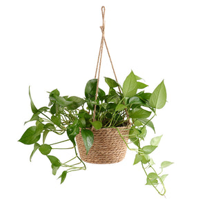 All In One Hanging Planter